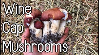 Wine Cap Mushrooms  Harvest Propagation and Cooking [upl. by Vallery254]