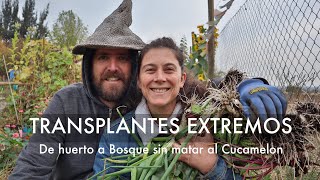 Método Pupiwaki de Transplante de Árboles De Huerto a Bosque  PD No matar al Cucamelon VLOG [upl. by Channa]