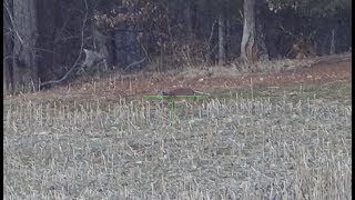 300 Blackout Drops Deer At 264 Yards Subsonic [upl. by Lela77]