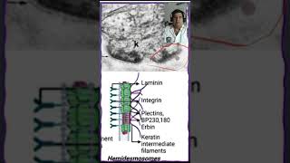🔬 Hemidesmosomas en el tejido epitelial🔬 [upl. by Annahtur419]