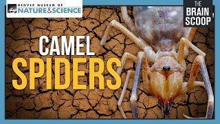 Camel Spiders Neither Camels nor Spiders [upl. by Braeunig]