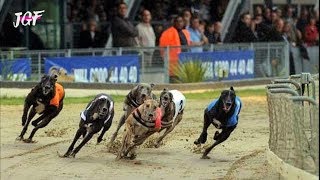 Greyhound Race  Dog Racing [upl. by Jahn]