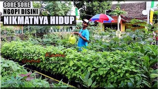 Surganya Kebun Sayur ada disini [upl. by Llehsam]