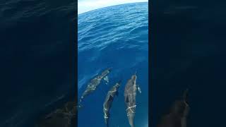 Bow riding dolphins in front of catamaran in Hawaii 🐬⛵️ dolphin sailing hawaii [upl. by Airual]