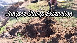 Ep 14  Juniper Stump Extraction [upl. by Fates]