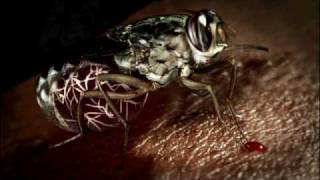 Death by Tsetse Fly [upl. by Epstein]