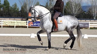 ANDALUSIAN HORSE WITH PASSAGE AND PIAFFE [upl. by Evelunn]