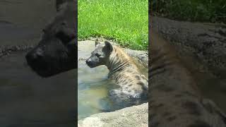 水浴びハナちゃん ブチハイエナ 天王寺動物園 spotted hyena 202407 shorts [upl. by Odel]