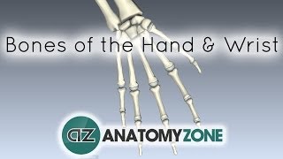 Bones of the Hand and Wrist  Anatomy Tutorial [upl. by Alisan562]