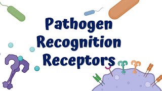 Pathogen Recognition Receptors amp Innate immune Response  Tolllike Receptors [upl. by Zachary779]