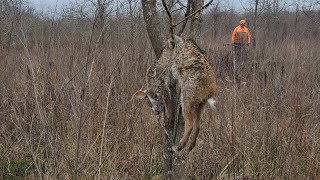 Rabbit hunting in the Mississippi Delta quotByers Kennelquot [upl. by Ahens753]