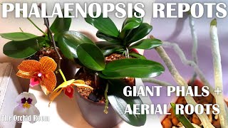 Repotting Big Phalaenopsis Orchids  Aerial Roots Everywhere [upl. by Annovad900]