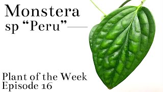 How To Care For Monstera sp “Peru”  Plant Of The Week Ep 16 [upl. by Attelrac]