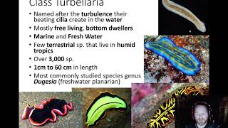 Platyhelminthes  Class Turbellaria [upl. by Akcimehs28]