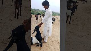 LCI nilverm plus injection of medicine of goat animals tharparkar beauty animals of nature lover [upl. by Mame672]