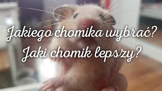 Jakiego chomika wybrać Jaki chomik jest lepszy  Chomicze Porady 26 [upl. by Lanahtan]