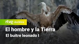 El hombre y la tierra Capítulo 50  El buitre leonado I  RTVE Archivo [upl. by Anitsuj]