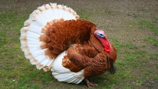 TURKEY GOBBLE 🦃 Funny Turkeys Gobbling Videos  GOBBLE GOBBLE 😂 [upl. by Columbine]