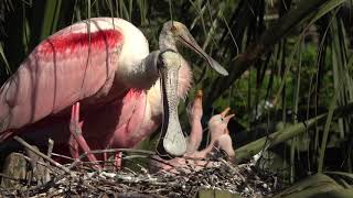 Roseate Spoonbills in Florida [upl. by Renee]