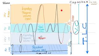 Pulmonary Function Tests PFTs  Spirometry  Lung Volumes amp Capacities Made Simple  Physiology [upl. by Rehprotsirhc]