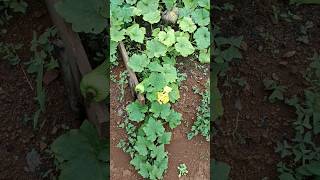 horta garden youtubeshorts gardening shortsfeed hortaorganica plantas hortacaseira [upl. by Arvad]