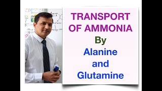 Transport of Ammonia by Alanine and Glutamine [upl. by Ellehsor]