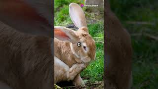 Tricky Rabbit Puzzle  Which Burrow Will Save Him mindblowing [upl. by Ambrosio162]