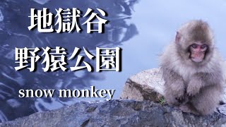 地獄谷野猿公苑snow monkey [upl. by Kara]