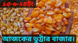 ১৫৬২৪ ইং আজকের ভুট্টার বাজার। Today’s maize price [upl. by Nakah]