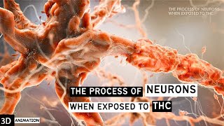 The Process Of Neurons When Exposed To THC  Tetra hydro cannabial [upl. by Iclehc]