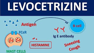 Levocetirizine  Mechanism side effects kinetics and uses [upl. by Arraes169]