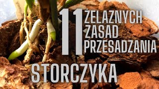 Jak przesadzić STORCZYKA 11 zasad wartych przestrzegania [upl. by Nnazil]