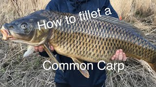 How to clean  fillet a common carp [upl. by Llerrad]