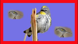 Yellowrumped Warbler Song Yellowrumped Warbler Call  Reinita Coronada Canto  Setophaga Coronata [upl. by Sivrat]