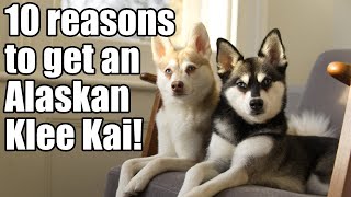 Alaskan Klee Kai 10 reasons why you need a Mini Husky [upl. by Alaehs610]