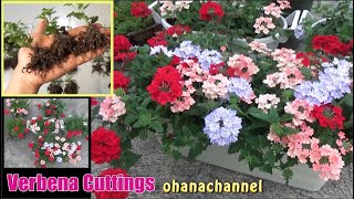 【挿し芽】宿根バーベナ🌱 Propagating Verbena from Cuttings❢🌺 [upl. by Alilak]