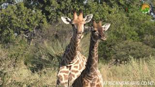 Amazing Giraffes Giraffa camelopardalis  Wild Africa [upl. by Brink]