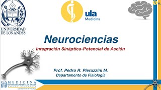 Integración Sináptica Potencial de Acción [upl. by Ib685]