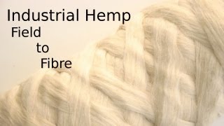 Processing Hemp from the field to textile fibre [upl. by Lucienne]