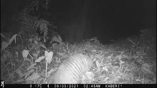 Armadillo Ninebanded Armadillo  Dasypus novemcinctus colectando hojarazca [upl. by Haodnanehs163]