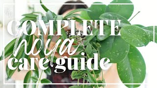 BEST Ways To Care For A HOYA  Hoya Care Guide  Wax Plant Care  Houseplant Tips amp Tricks [upl. by Eedebez]