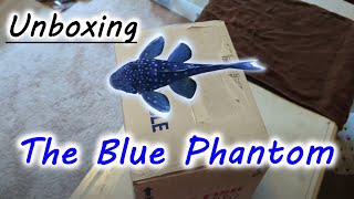 Unboxing the BLUE PHANTOM PLECO [upl. by Billie464]