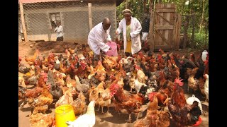 MILLIONAIRE KIENYEJI CHICKEN FARMER SUCCESS STORY PART 1 [upl. by Assetal]