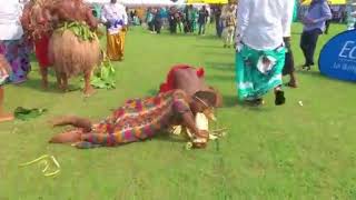 The Bakweri Elephant Dance at the Coronation of the Paramount Chief of Limbe  culture africa [upl. by Seraphim]