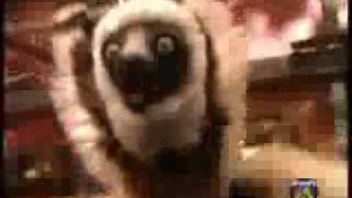 Zoboomafoo Cap quotCachorrosquot 13 [upl. by Strong]