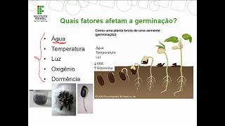 Germinação de Sementes  Noções básicas [upl. by Anerhs]