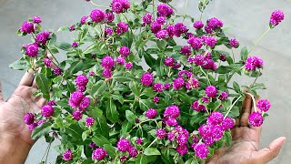 Growing Gomphrena from SEED amp TRICKS for MAXIMUM Flowers [upl. by Ennazus]