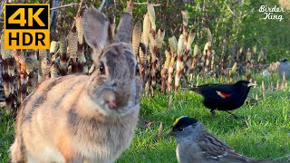 Videos for Cats to Watch 😺 Cute Birds Squirrels Bunnies on the Green Grass 🐰 8 Hours4K HDR [upl. by Ndnarb]