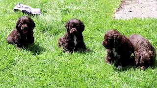 Cocker Spaniel puppies for Sale [upl. by Noryk13]