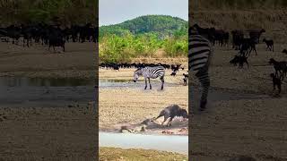 Wildebeest drags crocodile ashore in a battle of animal strength [upl. by Bobseine]